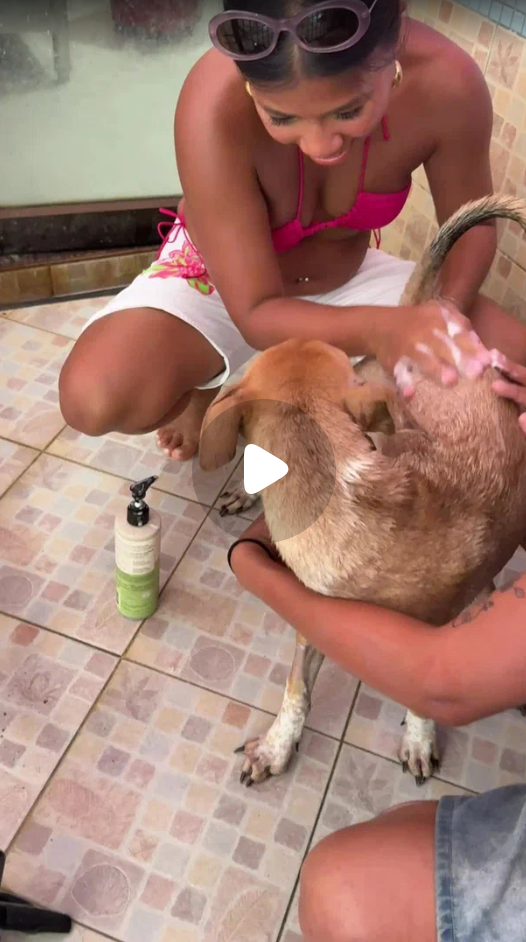 Pet care client video